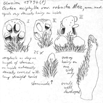 Vorschaubild Ocotea aciphylla var. robusta Mez